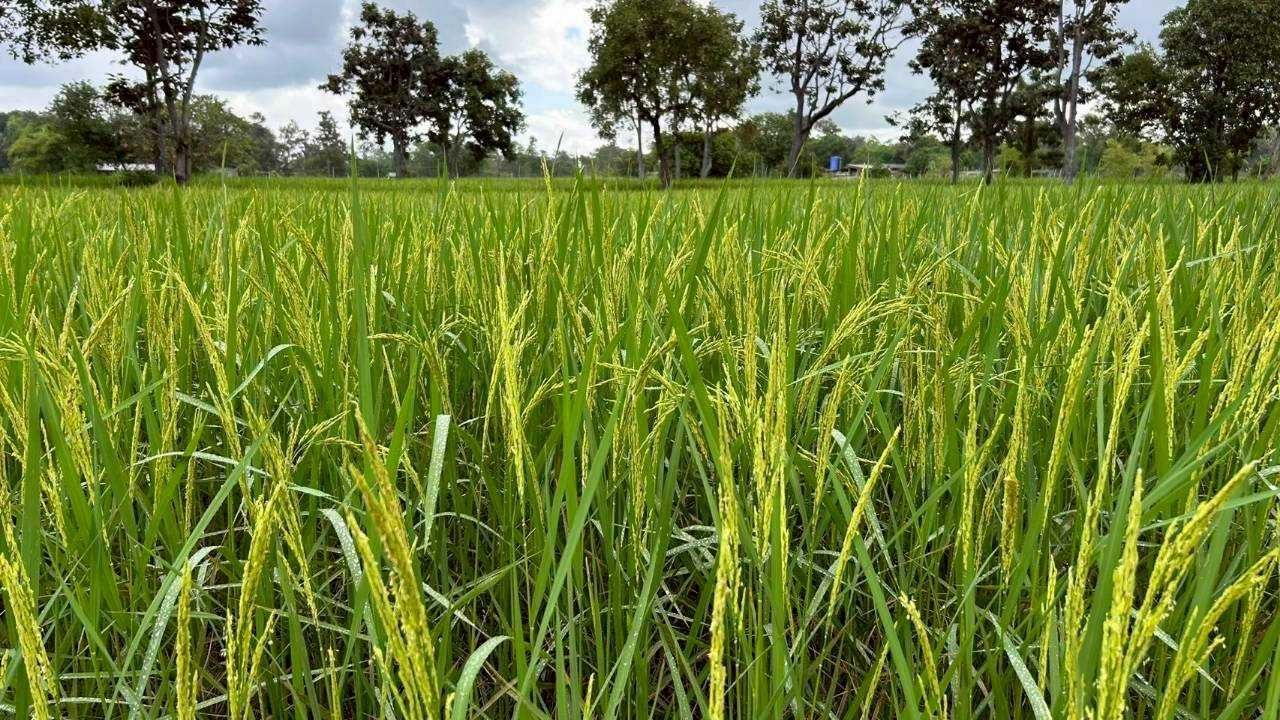 เมล็ดพันธุ์คุณภาพดี ลดต้นทุน เพิ่มผลผลิต ตอบโจทย์ตลาดโลก 10 929315