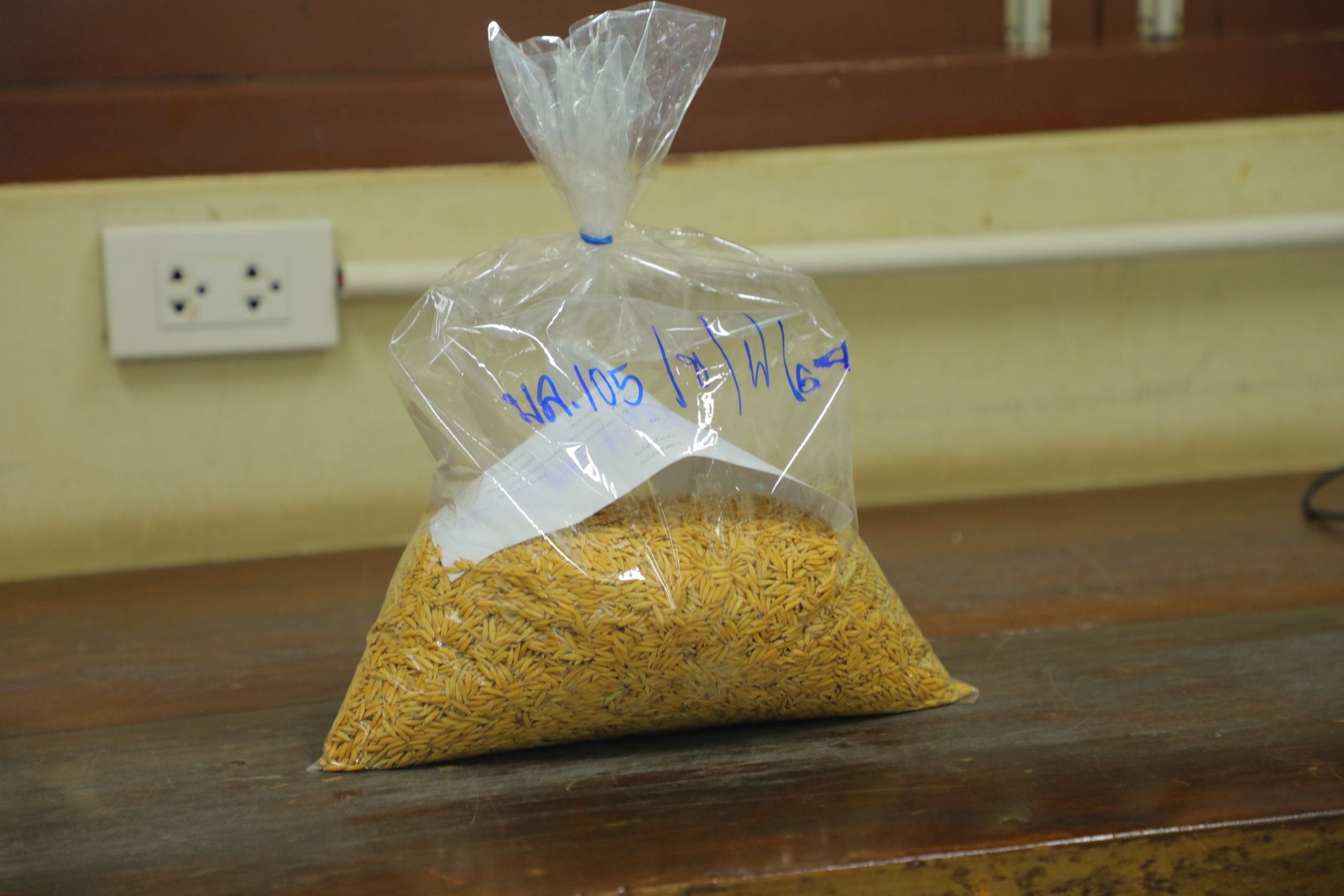 กรมการข้าว ย้ำ คุณภาพเมล็ดพันธุ์ ศูนย์เมล็ดพันธุ์ข้าวอุบลราชธานี มั่นใจเกษตรกรได้พันธุ์แท้ แข็งแรง ผลผลิตมั่นคง 4 930056