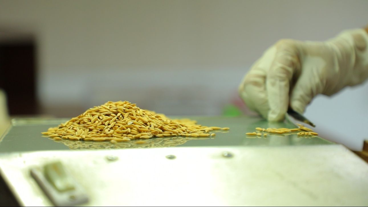 กรมการข้าว ย้ำ คุณภาพเมล็ดพันธุ์ ศูนย์เมล็ดพันธุ์ข้าวอุบลราชธานี มั่นใจเกษตรกรได้พันธุ์แท้ แข็งแรง ผลผลิตมั่นคง 7 930059