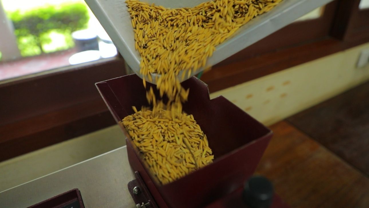 กรมการข้าว ย้ำ คุณภาพเมล็ดพันธุ์ ศูนย์เมล็ดพันธุ์ข้าวอุบลราชธานี มั่นใจเกษตรกรได้พันธุ์แท้ แข็งแรง ผลผลิตมั่นคง 8 930060