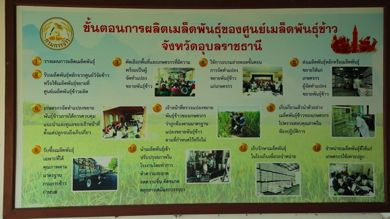 กรมการข้าว ย้ำ คุณภาพเมล็ดพันธุ์ ศูนย์เมล็ดพันธุ์ข้าวอุบลราชธานี มั่นใจเกษตรกรได้พันธุ์แท้ แข็งแรง ผลผลิตมั่นคง 9 930061