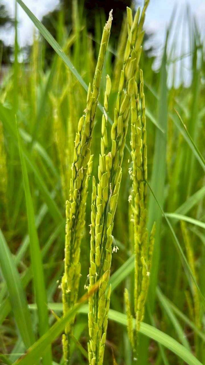 ศูนย์เมล็ดพันธุ์ข้าวอุบลฯ หนุน “ศูนย์ข้าวชุมชนบัวงาม” ผลิตเมล็ดพันธุ์คุณภาพ สร้างรายได้มั่นคงให้เกษตรกร 4 930151