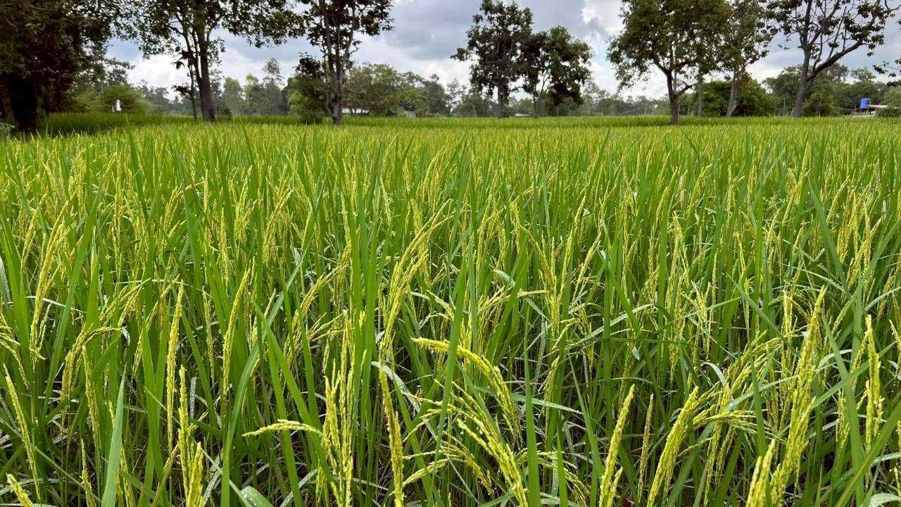 ศูนย์เมล็ดพันธุ์ข้าวอุบลฯ หนุน “ศูนย์ข้าวชุมชนบัวงาม” ผลิตเมล็ดพันธุ์คุณภาพ สร้างรายได้มั่นคงให้เกษตรกร 5 930152