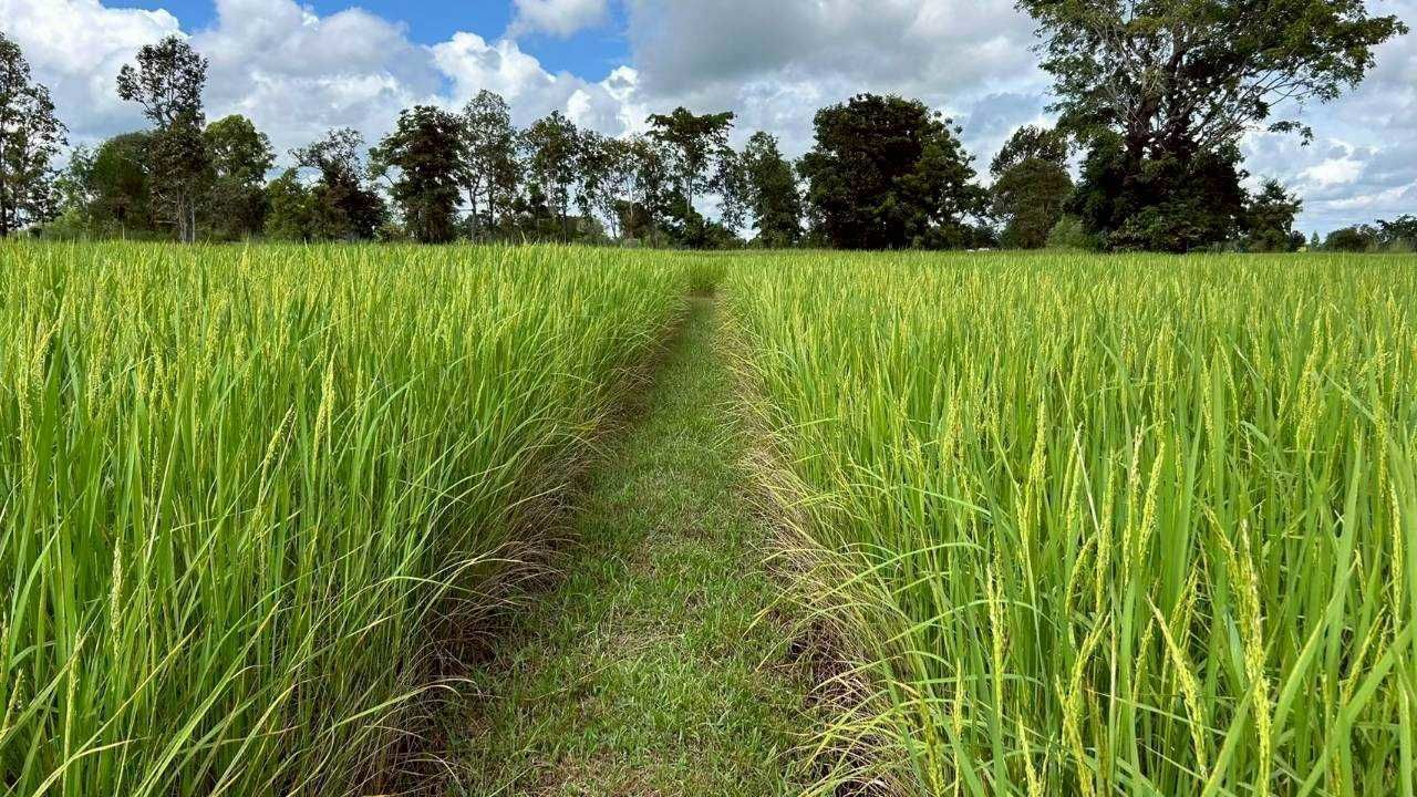 ศูนย์เมล็ดพันธุ์ข้าวอุบลฯ หนุน “ศูนย์ข้าวชุมชนบัวงาม” ผลิตเมล็ดพันธุ์คุณภาพ สร้างรายได้มั่นคงให้เกษตรกร 6 930153
