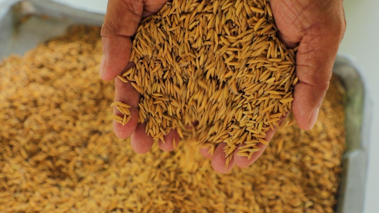 ศูนย์เมล็ดพันธุ์ข้าวอุบลฯ หนุน “ศูนย์ข้าวชุมชนบัวงาม” ผลิตเมล็ดพันธุ์คุณภาพ สร้างรายได้มั่นคงให้เกษตรกร 7 930154