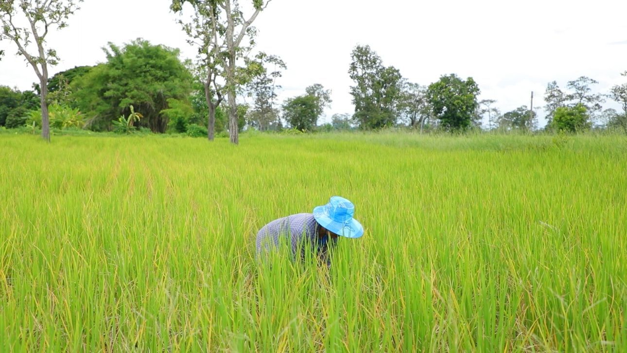 ศูนย์เมล็ดพันธุ์ข้าวอุบลฯ หนุน “ศูนย์ข้าวชุมชนบัวงาม” ผลิตเมล็ดพันธุ์คุณภาพ สร้างรายได้มั่นคงให้เกษตรกร 8 930155