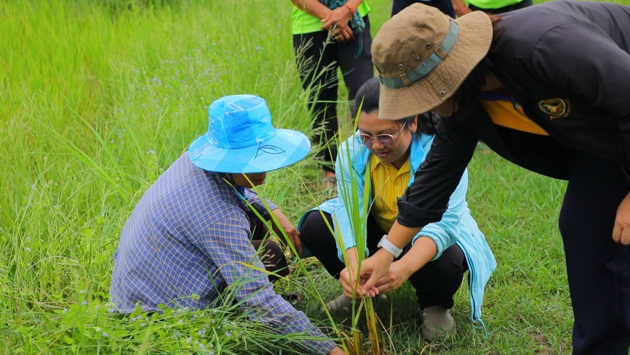 ศูนย์เมล็ดพันธุ์ข้าวอุบลฯ หนุน “ศูนย์ข้าวชุมชนบัวงาม” ผลิตเมล็ดพันธุ์คุณภาพ สร้างรายได้มั่นคงให้เกษตรกร 3 930156