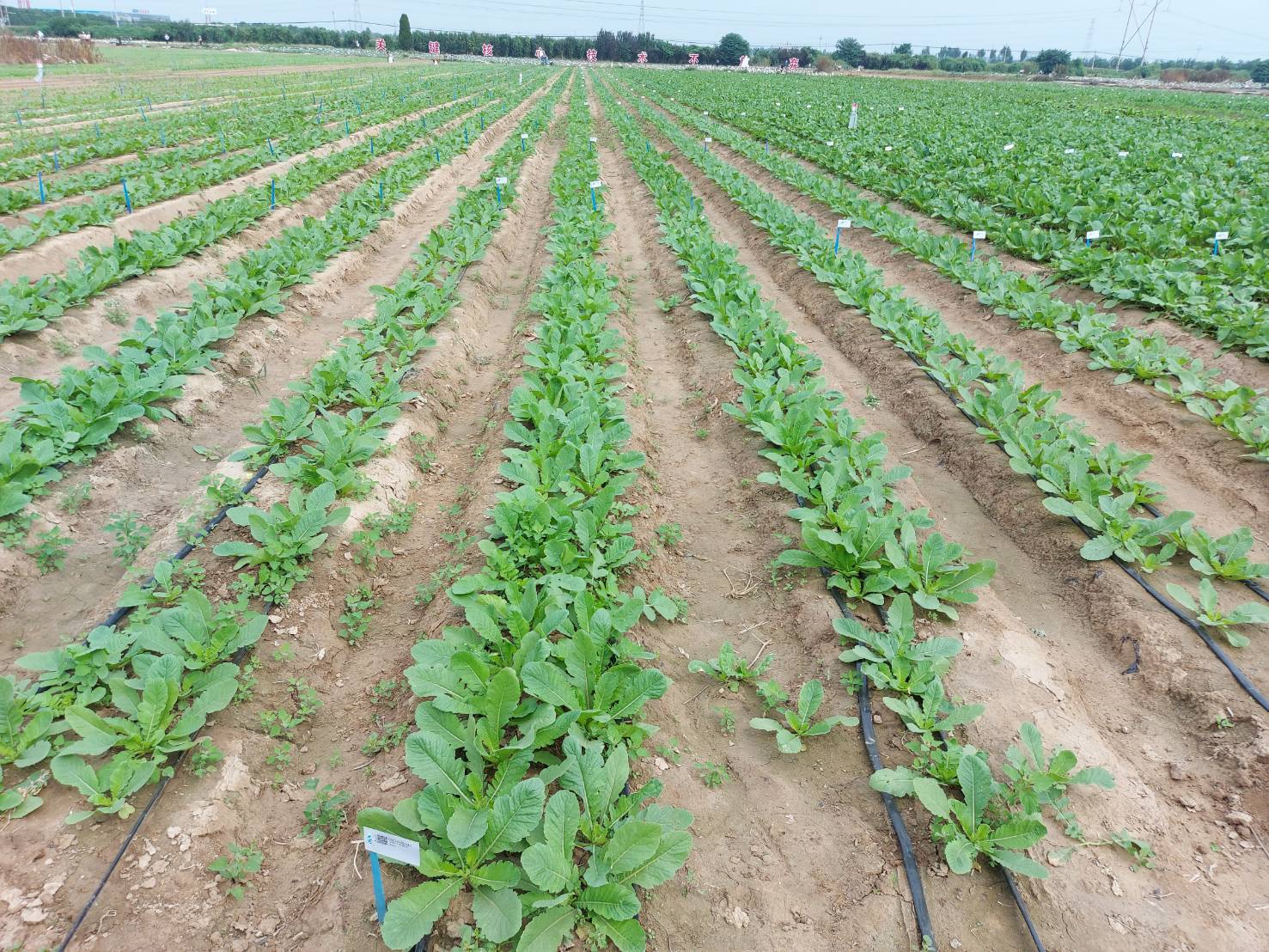 เรื่องเล่าจากเมืองจีน โดย ดร.เล็ก EP.05 :อุตสาหกรรม เมล็ดพันธุ์ผักของจีน กรณีศึกษาบริษัท Hebei Jieru Mei Agricultural Technology Dev,elopment Co., Ltd. 9 977519