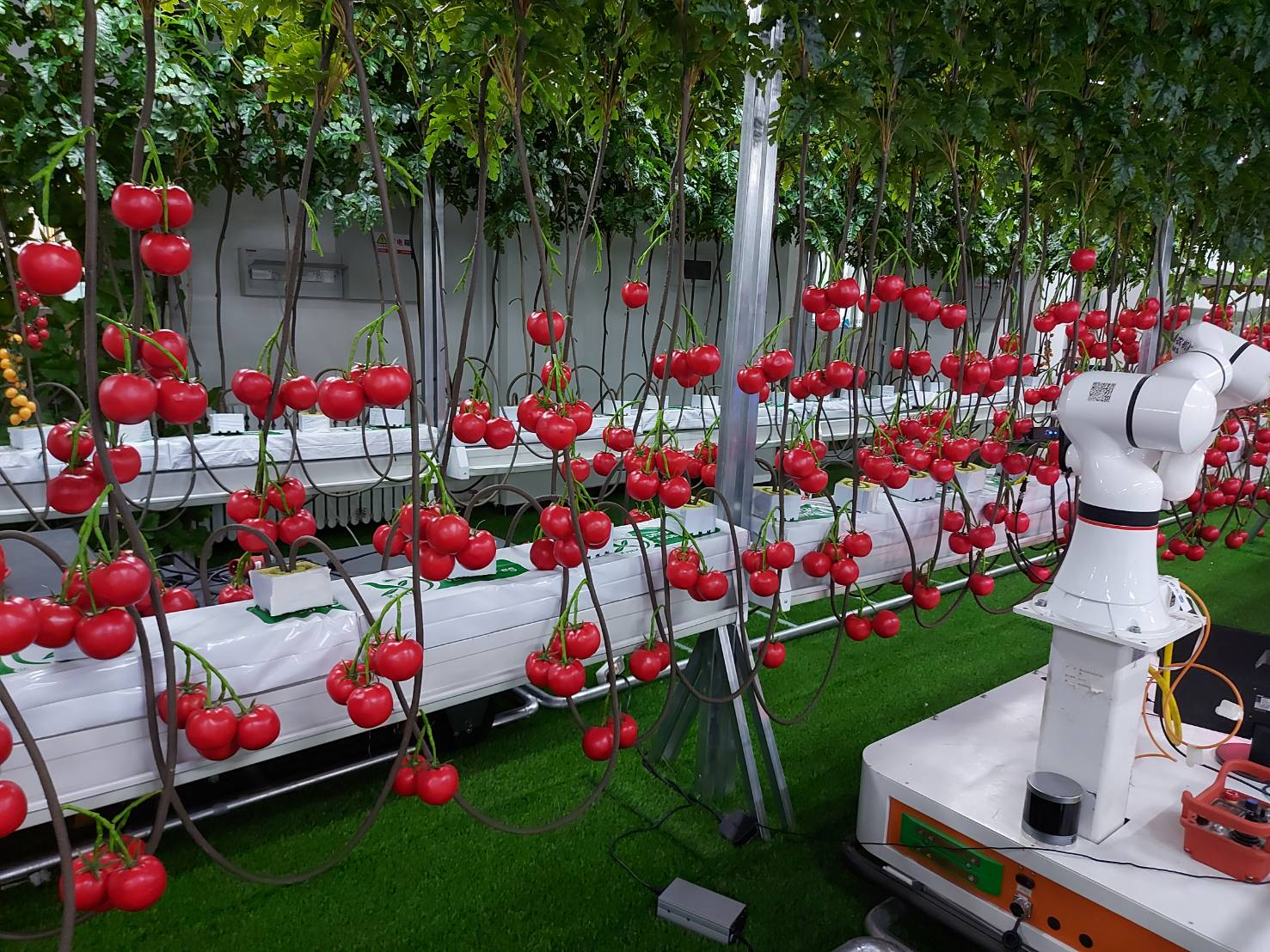 EP.04 เรื่องเล่าจากเมืองจีน โดย ดร.เล็ก 980274