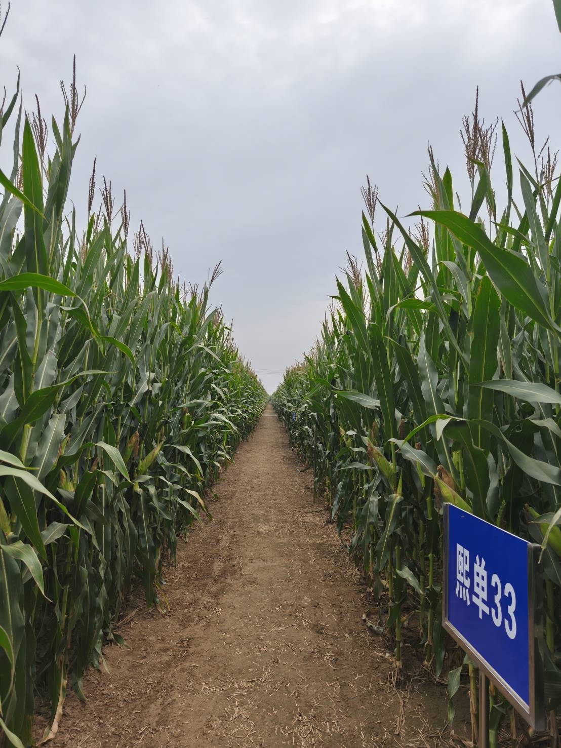 จากสหกรณ์ต้นน้ำสู่ผลิตภัณฑ์ เส้นทางแห่งคุณค่าของข้าวโพดจีน 5 98053 1