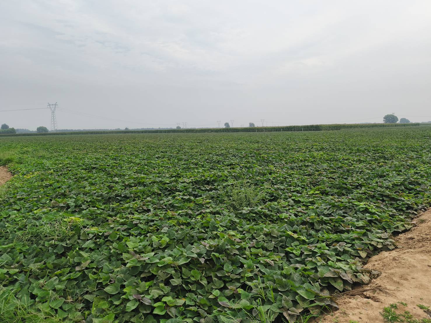 จากสหกรณ์ต้นน้ำสู่ผลิตภัณฑ์ เส้นทางแห่งคุณค่าของข้าวโพดจีน 4 98059