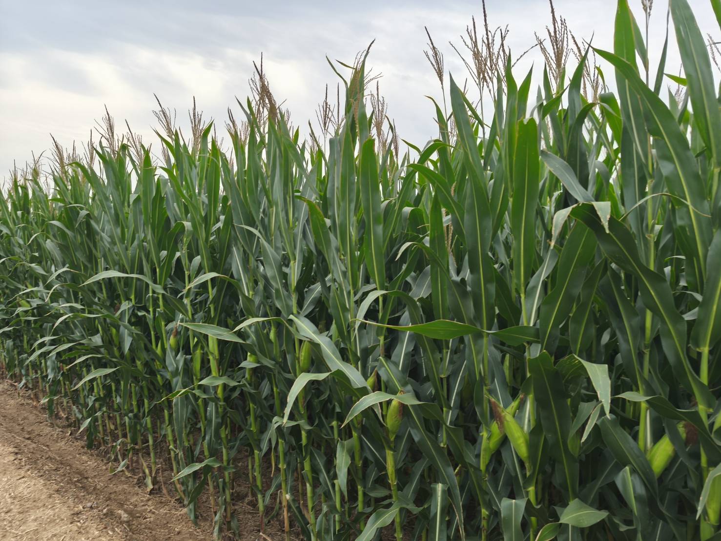 จากสหกรณ์ต้นน้ำสู่ผลิตภัณฑ์ เส้นทางแห่งคุณค่าของข้าวโพดจีน 7 98061 1