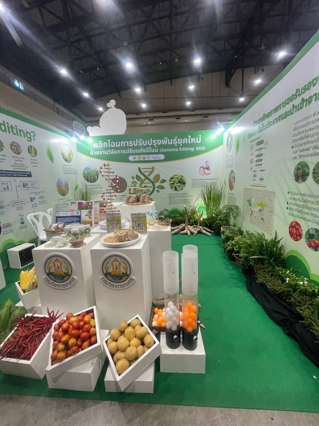 เรื่องเล่าของ ดร.เล็ก “Gene Editing ซ่อมของเดิม เสริมเกษตรไทย 987849