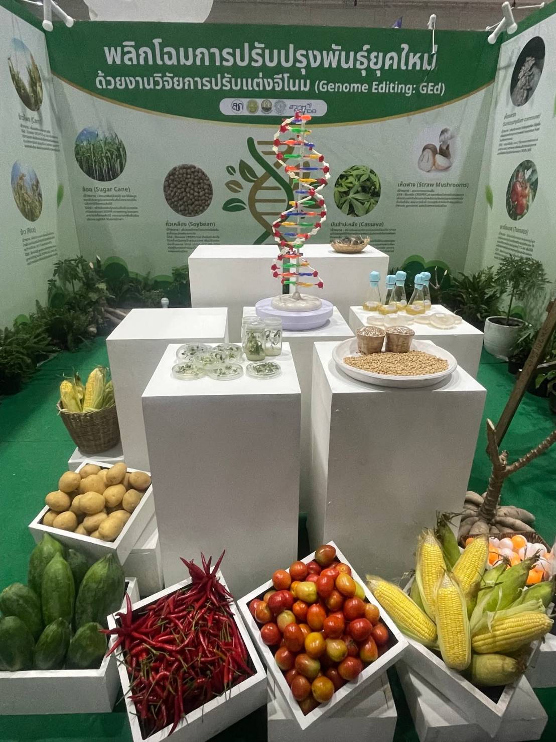 เรื่องเล่าของ ดร.เล็ก “Gene Editing ซ่อมของเดิม เสริมเกษตรไทย 987850