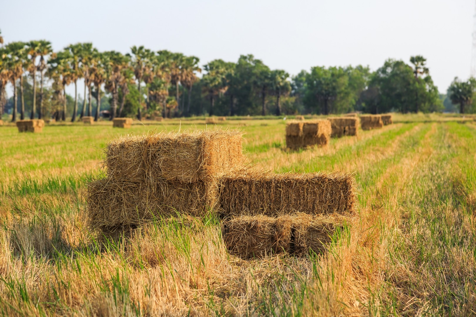 กรมส่งเสริมสหกรณ์ ยึดแนวคิดเศรษฐกิจหมุนเวียน สานต่อโครงการเพิ่มมูลค่าวัสดุเหลือใช้ทางการเกษตร ช่วยลดปัญหาขยะทางการเกษตร สร้างรายได้เสริมให้เกษตรกร และเป็นมิตรต่อสิ่งแวดล้อม 8 S 138199115