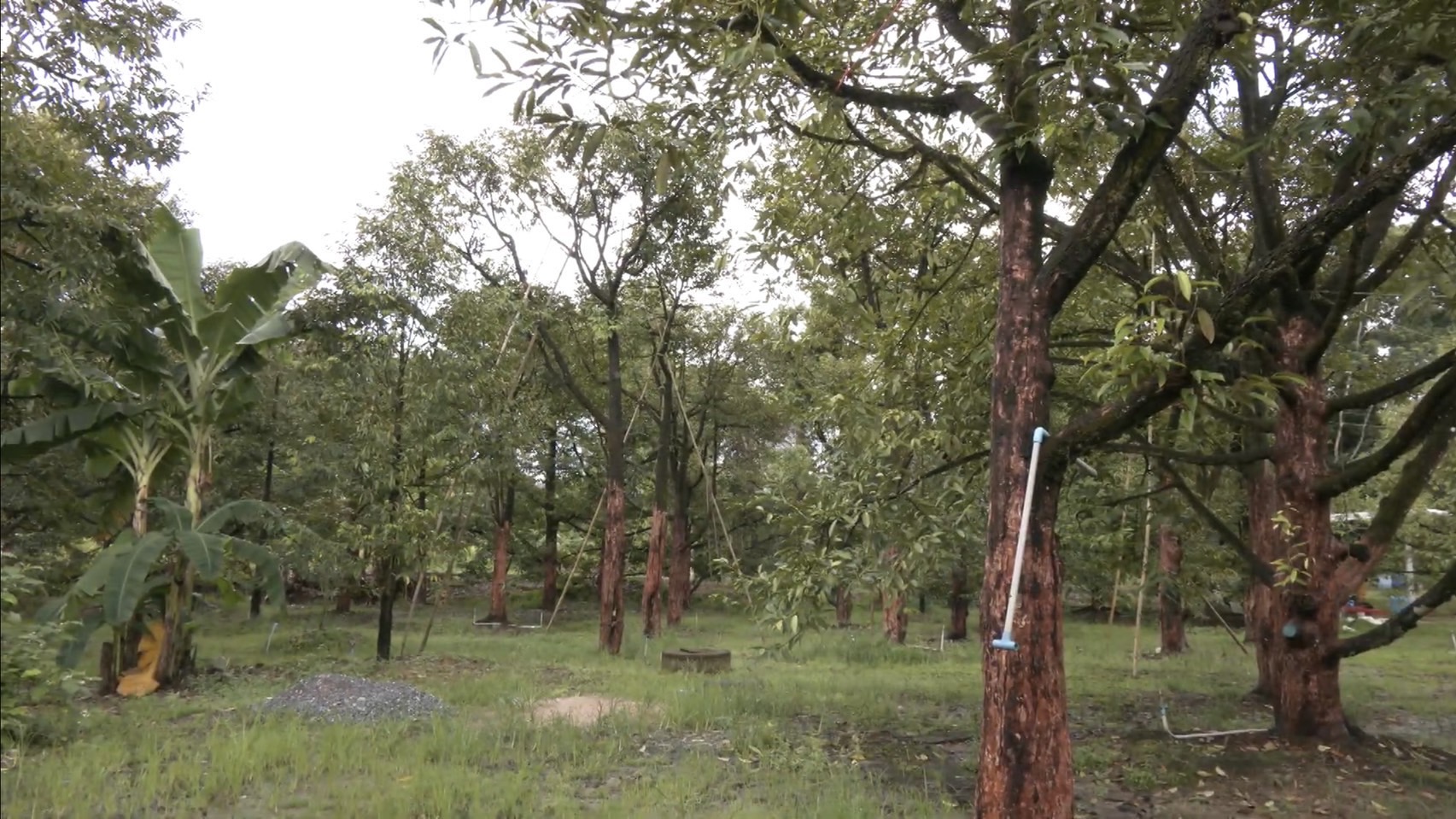 เจ้าของสวนทุเรียน ต.พลวง อ.เขาคิชฌกูฏ จ.จันทบุรี ยันกับกษ.จันท์-สวพ.6 ไม่ได้ขายให้ล้งกลับถูกระงับ DOA จ่อแจ้งความคนนำเอกสารไปใช้โดยมิชอบ 8 S 156803151