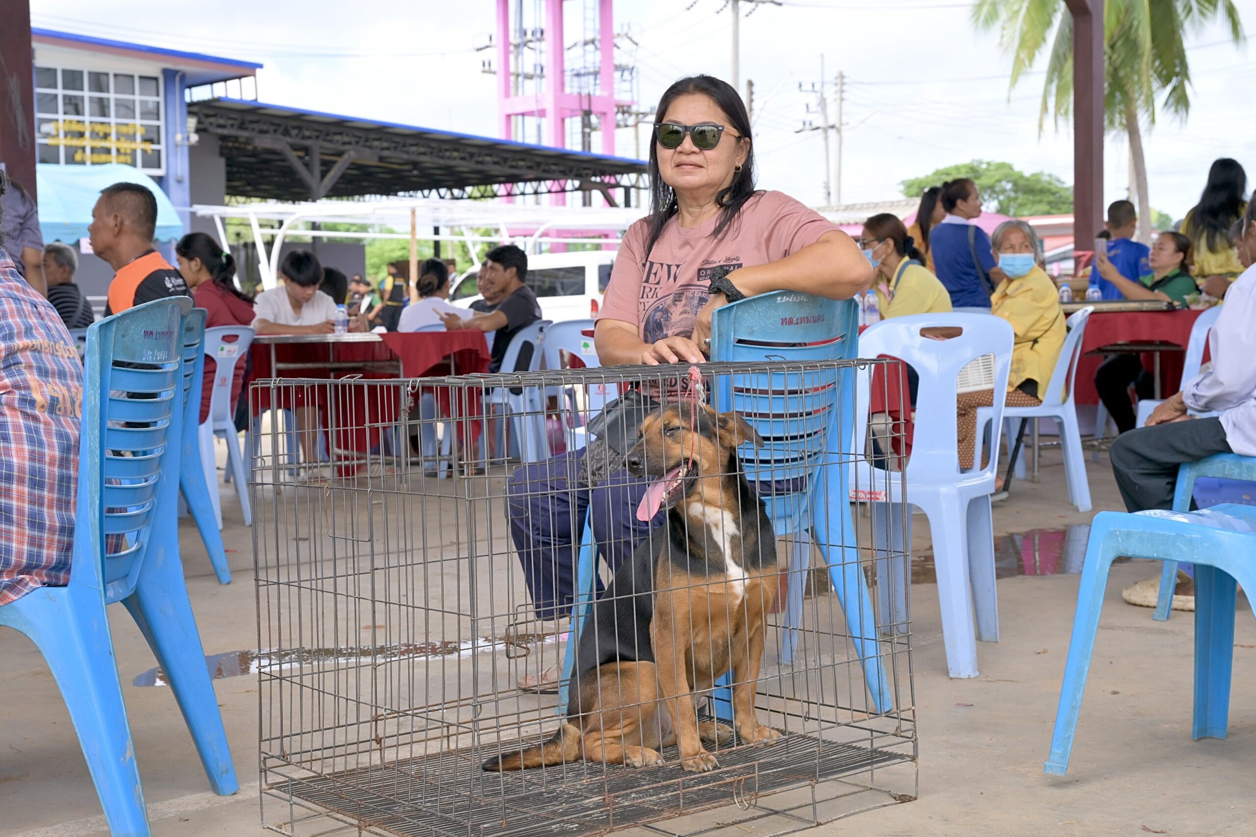 กรมปศุสัตว์เดินหน้าขับเคลื่อนโครงการเร่งรัดผ่าตัดทำหมันสุนัข–แมว คุมโรคพิษสุนัขบ้าในพื้นที่เสี่ยง จ.กำแพงเพชร ตามนโยบายของกระทรวงเกษตรและสหกรณ์ อย่างต่อเนื่อง เพื่อ S 15704226 scaled