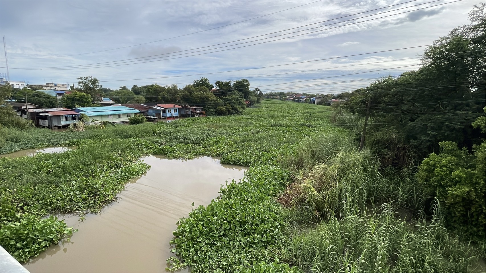 สดลูกหูลูกตา ‘ผักตบชวา’ เต็มแม่น้ำน้อย เขต อ.ผักไห่ จ.อยุธยาฯ 7 S 159612944