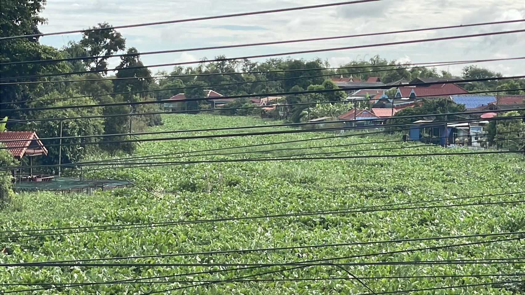 สดลูกหูลูกตา ‘ผักตบชวา’ เต็มแม่น้ำน้อย เขต อ.ผักไห่ จ.อยุธยาฯ 4 S 159612945