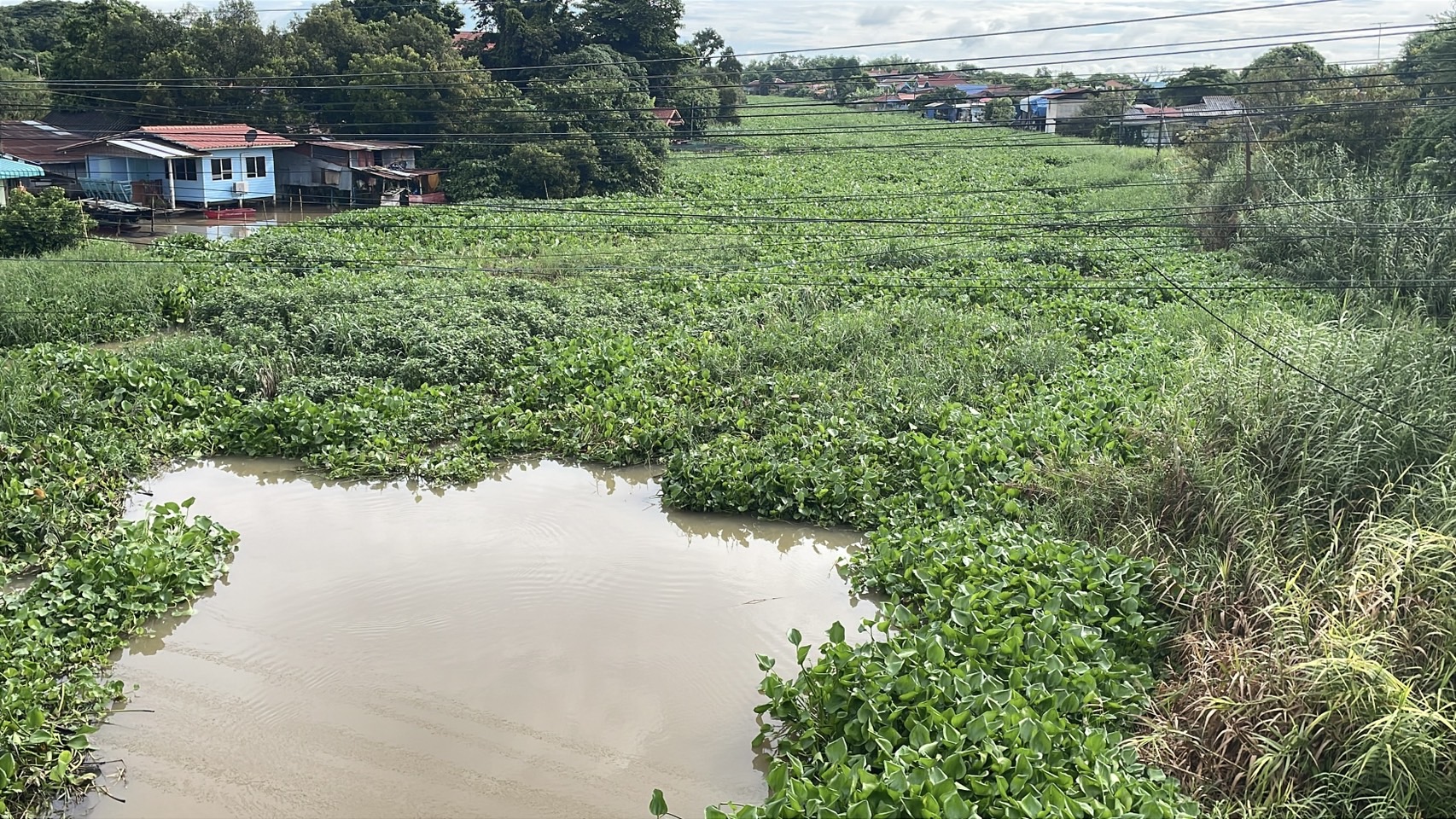 สดลูกหูลูกตา ‘ผักตบชวา’ เต็มแม่น้ำน้อย เขต อ.ผักไห่ จ.อยุธยาฯ 9 S 159612946