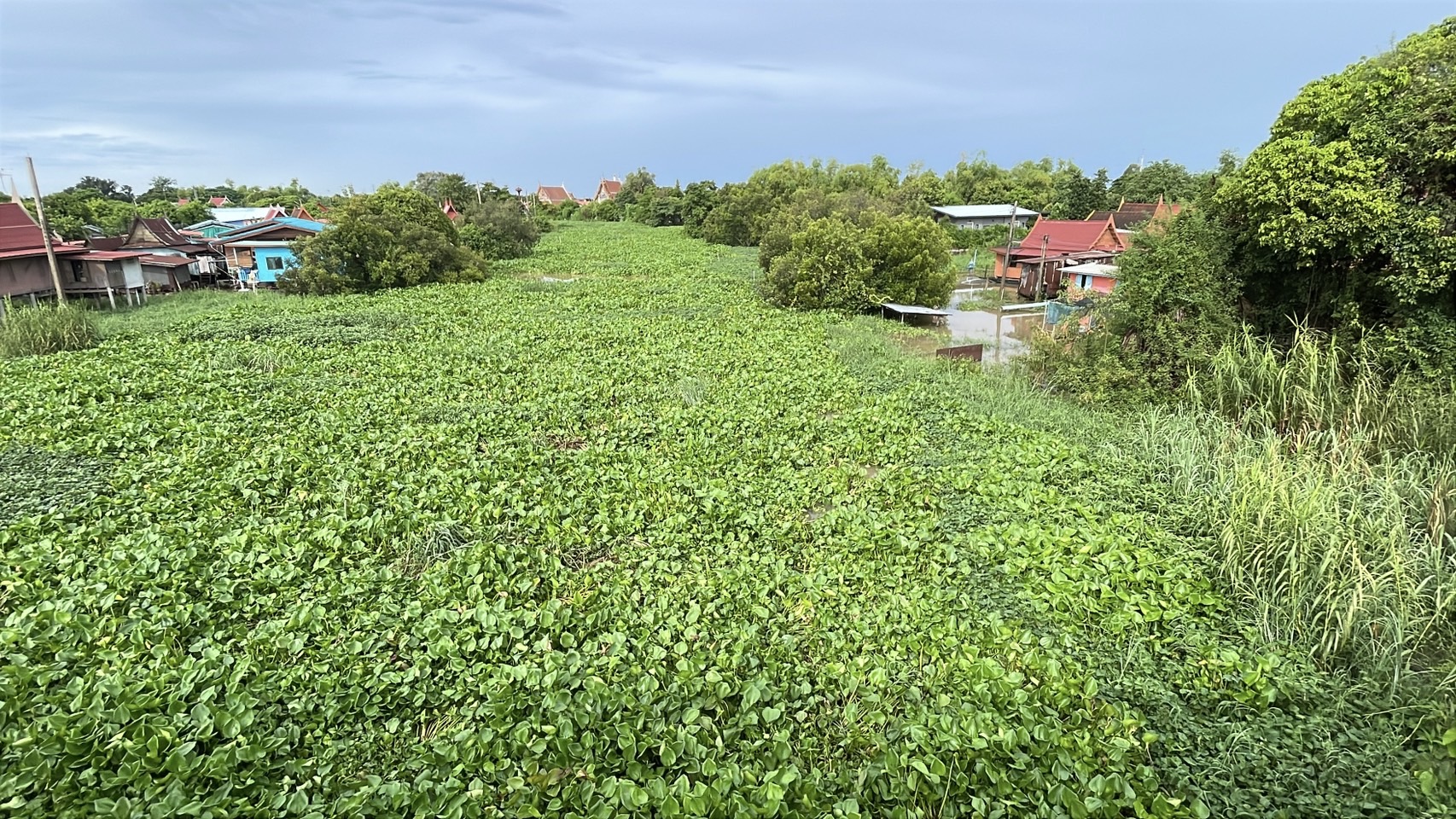 สดลูกหูลูกตา ‘ผักตบชวา’ เต็มแม่น้ำน้อย เขต อ.ผักไห่ จ.อยุธยาฯ 3 S 159612947