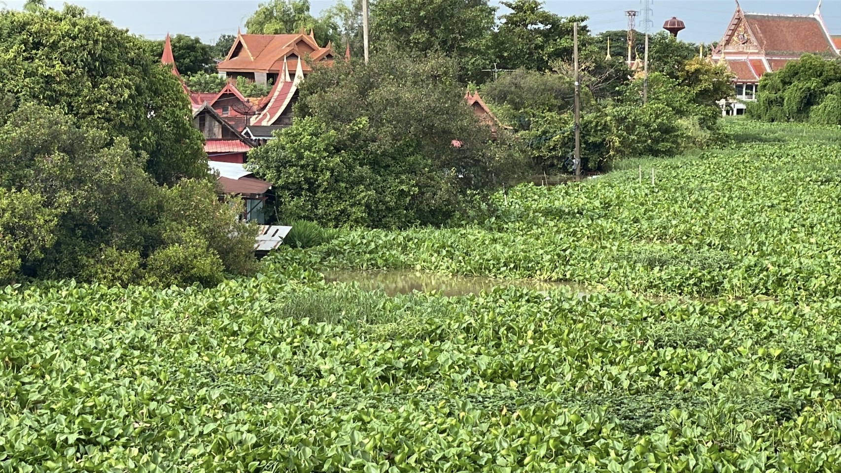 สดลูกหูลูกตา ‘ผักตบชวา’ เต็มแม่น้ำน้อย เขต อ.ผักไห่ จ.อยุธยาฯ 6 S 159612948