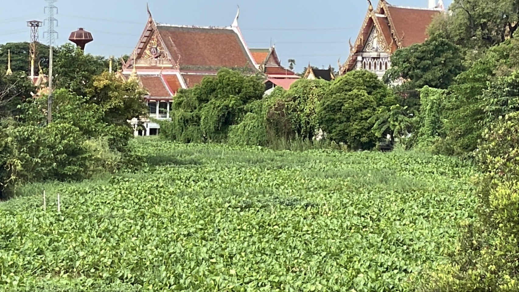 สดลูกหูลูกตา ‘ผักตบชวา’ เต็มแม่น้ำน้อย เขต อ.ผักไห่ จ.อยุธยาฯ 8 S 159612949