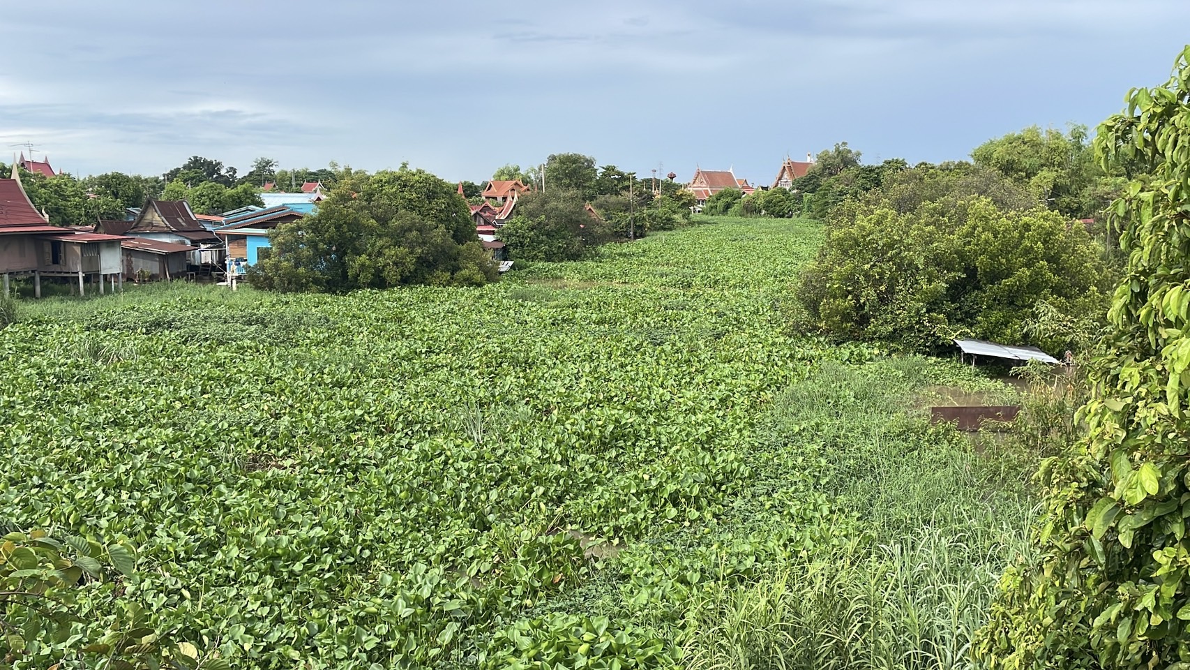 สดลูกหูลูกตา ‘ผักตบชวา’ เต็มแม่น้ำน้อย เขต อ.ผักไห่ จ.อยุธยาฯ 10 S 159612950