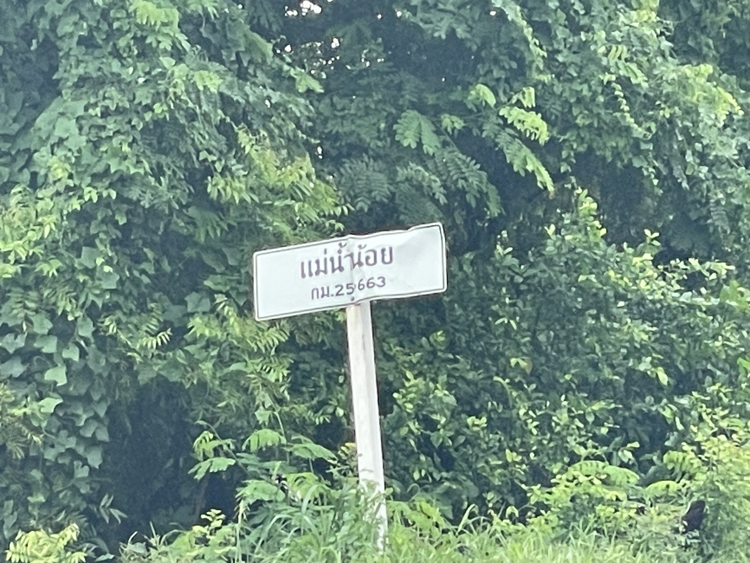 สดลูกหูลูกตา ‘ผักตบชวา’ เต็มแม่น้ำน้อย เขต อ.ผักไห่ จ.อยุธยาฯ 2 S 159612953