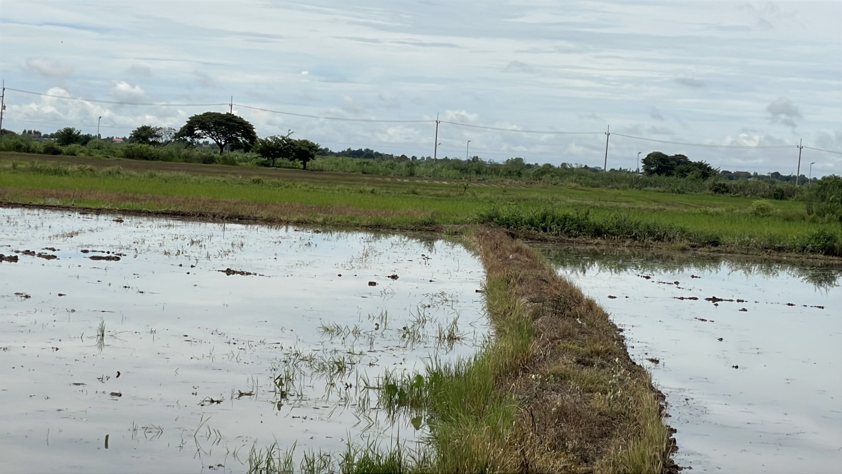 โพธิ์พระยา สุพรรณฯ มติชาวบ้านยัน S 159653910