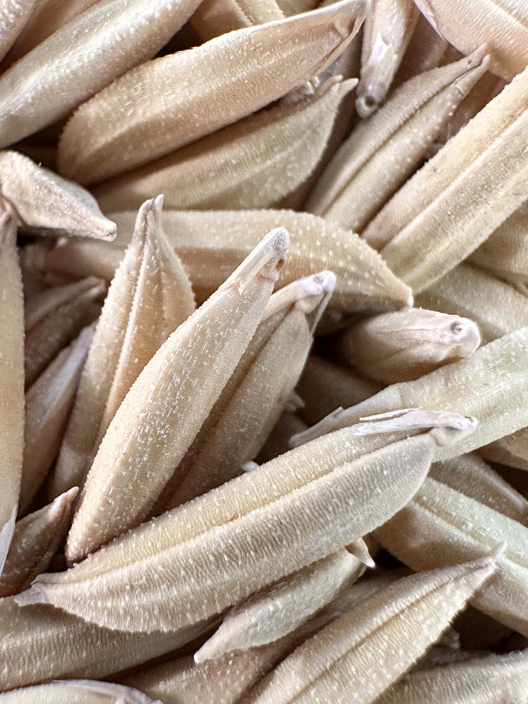 อธิบดีกรมการข้าว เผยข่าวดี กรมการข้าว คลอดพันธุ์ข้าว 4 พันธุ์ใหม่ ชูคุณภาพดี ให้ผลผลิตสูง ตรงตามความต้องการของชาวนาและผู้บริโภค 3 S 17203298