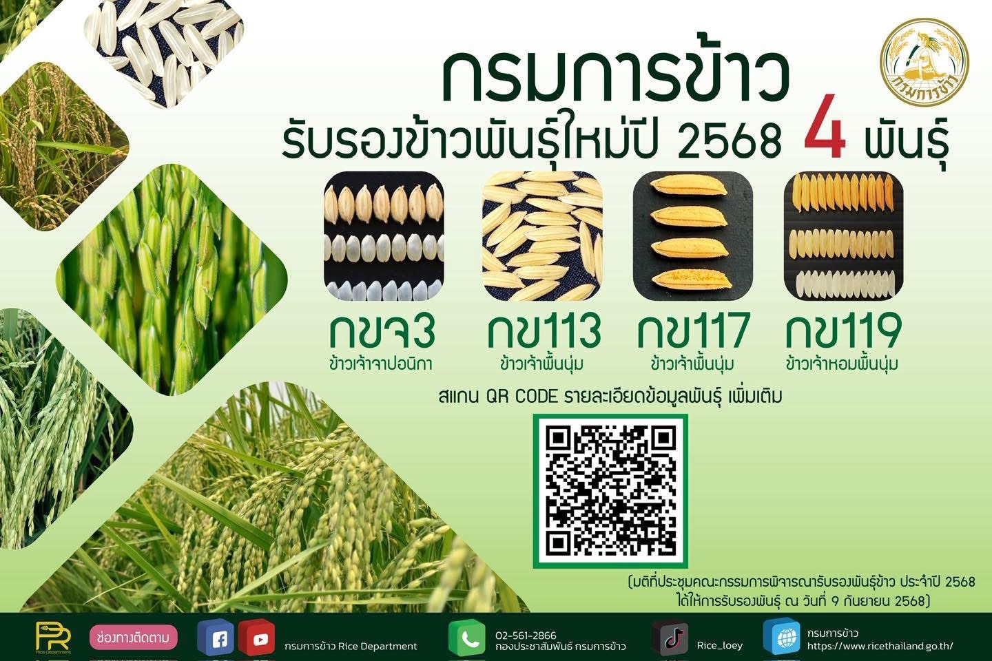 อธิบดีกรมการข้าว เผยข่าวดี กรมการข้าว คลอดพันธุ์ข้าว 4 พันธุ์ใหม่ ชูคุณภาพดี ให้ผลผลิตสูง ตรงตามความต้องการของชาวนาและผู้บริโภค 7 S 17211433 1