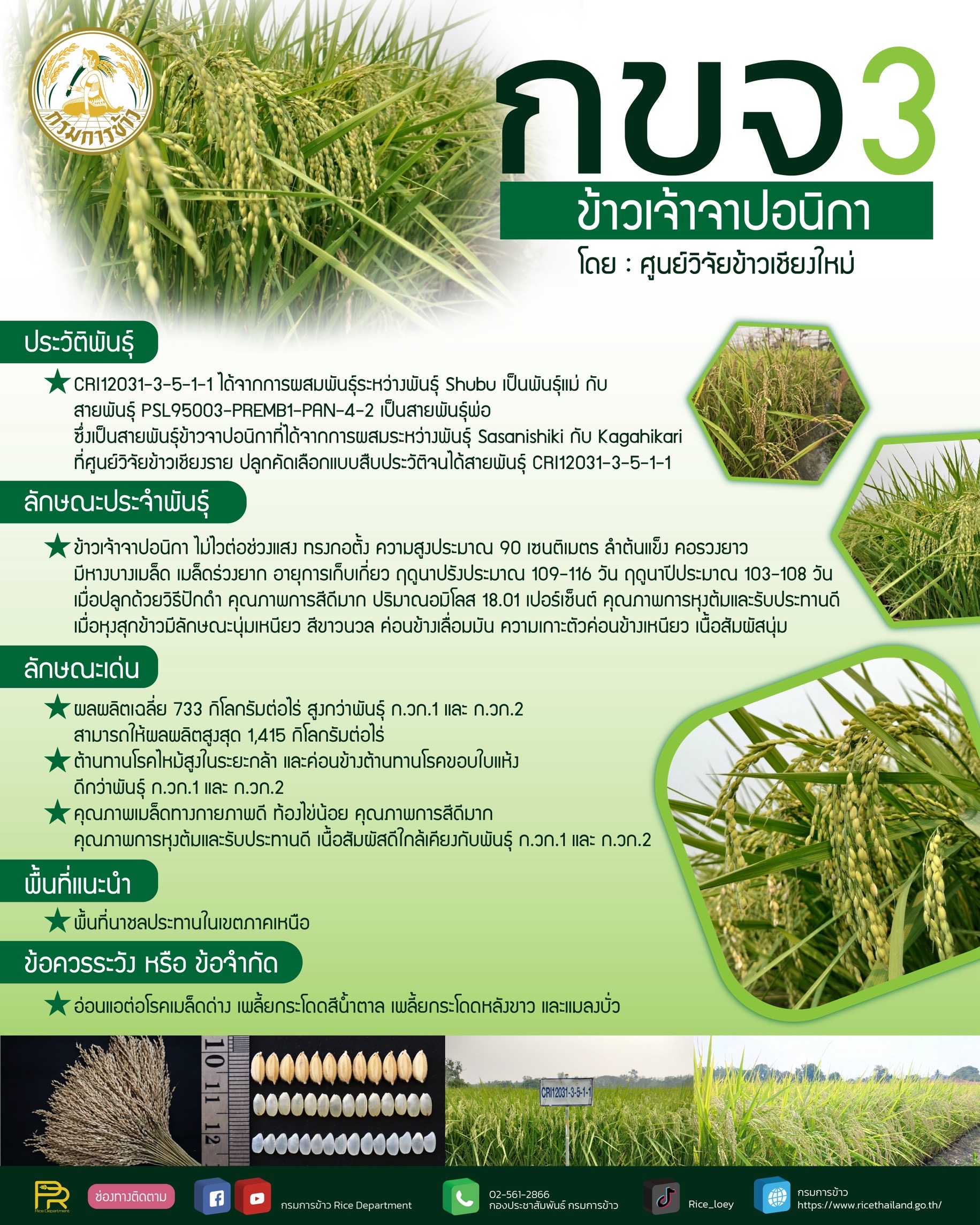 อธิบดีกรมการข้าว เผยข่าวดี กรมการข้าว คลอดพันธุ์ข้าว 4 พันธุ์ใหม่ ชูคุณภาพดี ให้ผลผลิตสูง ตรงตามความต้องการของชาวนาและผู้บริโภค 8 S 17211435 1