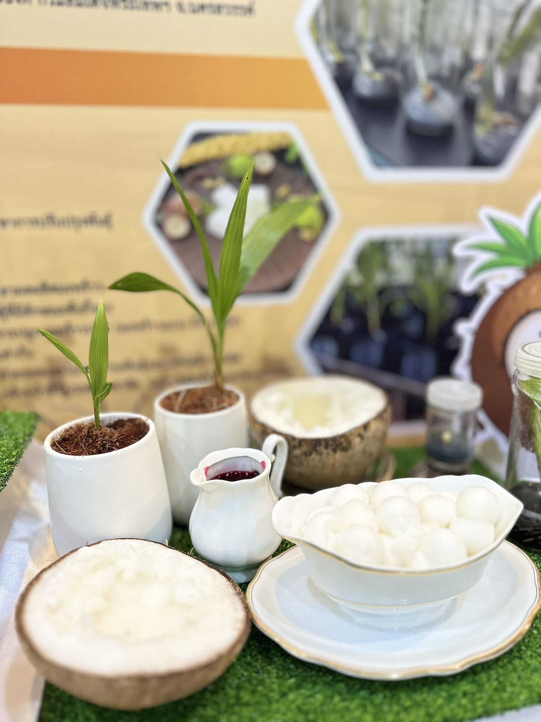 มะพร้าวกะทิพันธุ์แท้100%พันธุ์ กวก.สุราษฎร์ธานี 1พืชเศรษฐกิจใหม่ สร้างรายได้แบบก้าวกระโดด 5 S 17858571