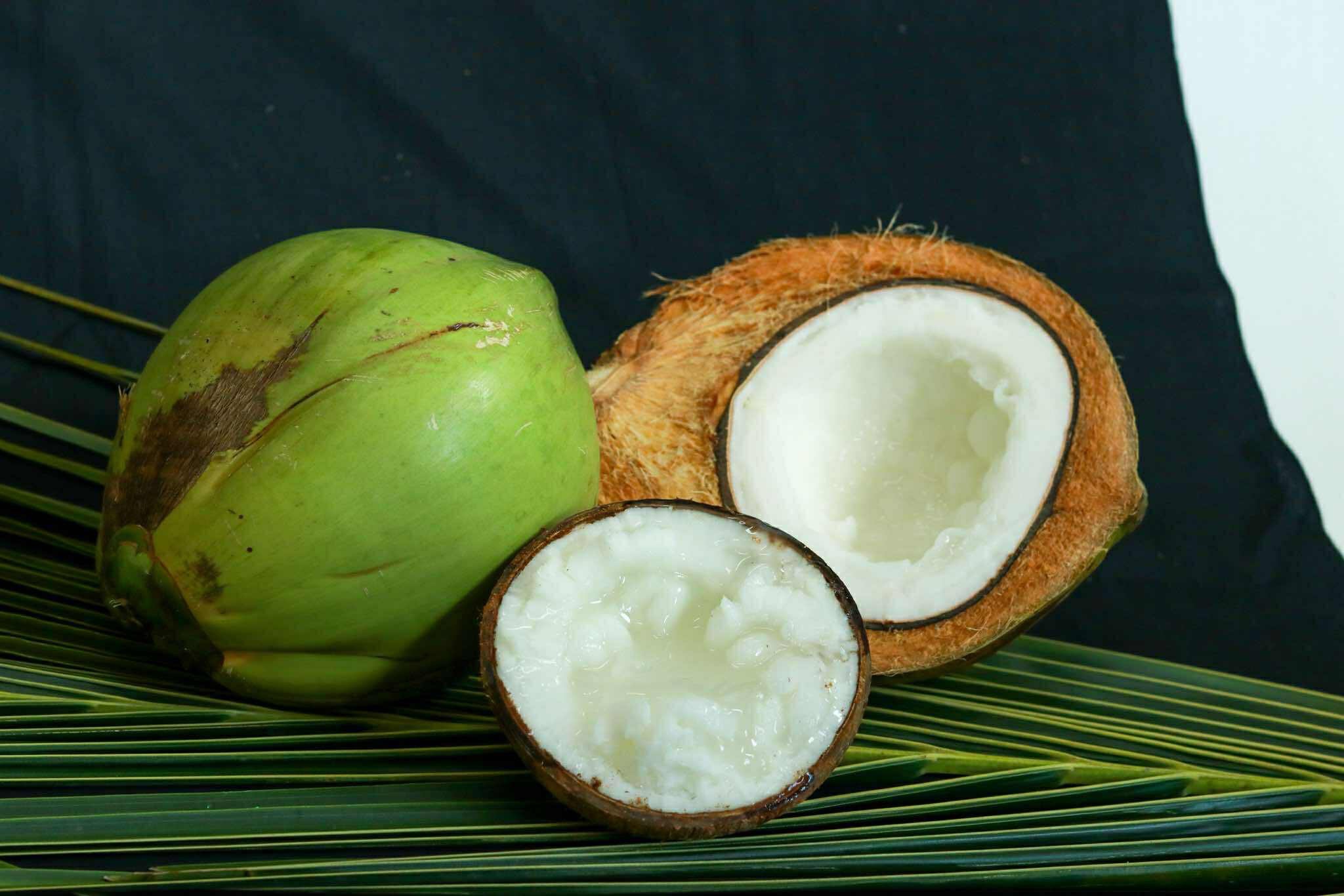 มะพร้าวกะทิพันธุ์แท้100%พันธุ์ กวก.สุราษฎร์ธานี 1พืชเศรษฐกิจใหม่ สร้างรายได้แบบก้าวกระโดด 9 S 17858598