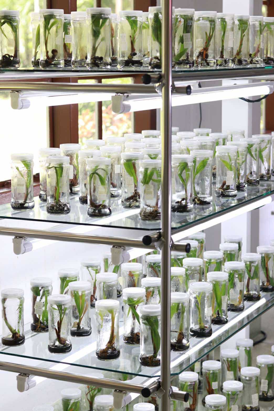 มะพร้าวกะทิพันธุ์แท้100%พันธุ์ กวก.สุราษฎร์ธานี 1พืชเศรษฐกิจใหม่ สร้างรายได้แบบก้าวกระโดด 7 S 17858599