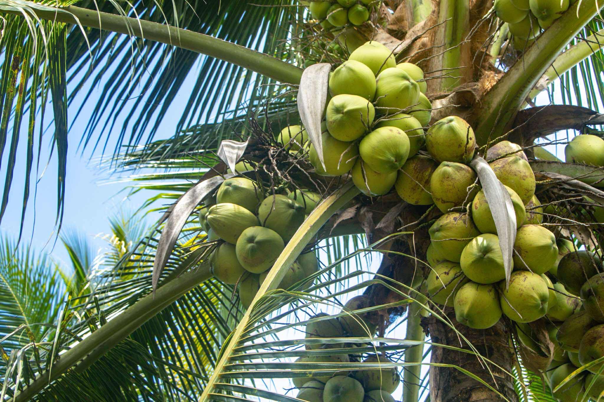 มะพร้าวกะทิพันธุ์แท้100%พันธุ์ กวก.สุราษฎร์ธานี 1พืชเศรษฐกิจใหม่ สร้างรายได้แบบก้าวกระโดด 8 S 17858600