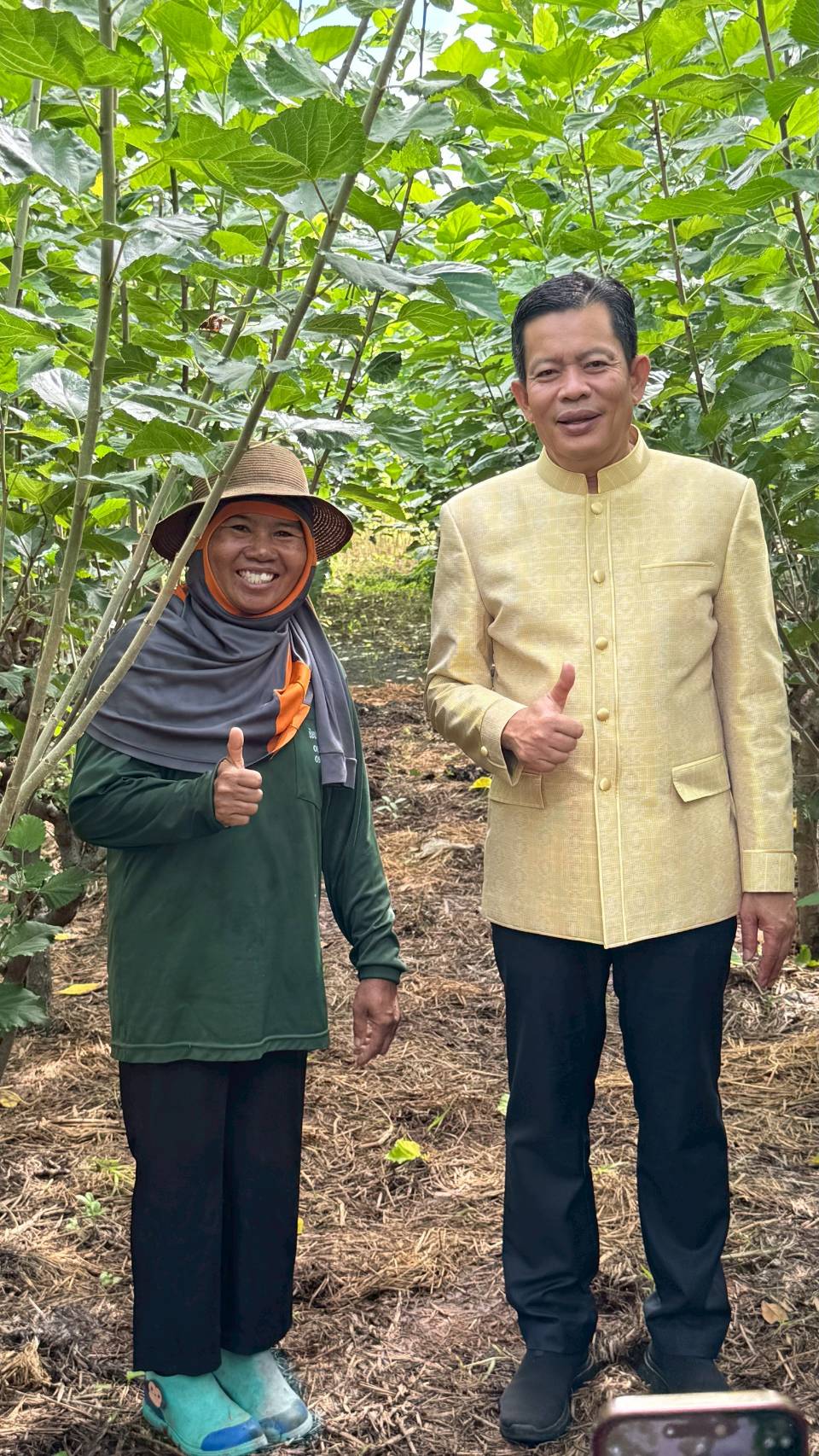 กรมหม่อนไหมหนุนเกษตรกร ปลูกหม่อนเลี้ยงไหม ส่ง เอกชนกลุ่มตลาดไหมอุตสาหกรรม สร้างทางเลือกใหม่ ที่มั่นคงให้เกษตรกรเมืองชัยภูมิ มีรายได้เดือนละกว่า 90,000 บาท ต่อครัวเรือน 2 S 18366645