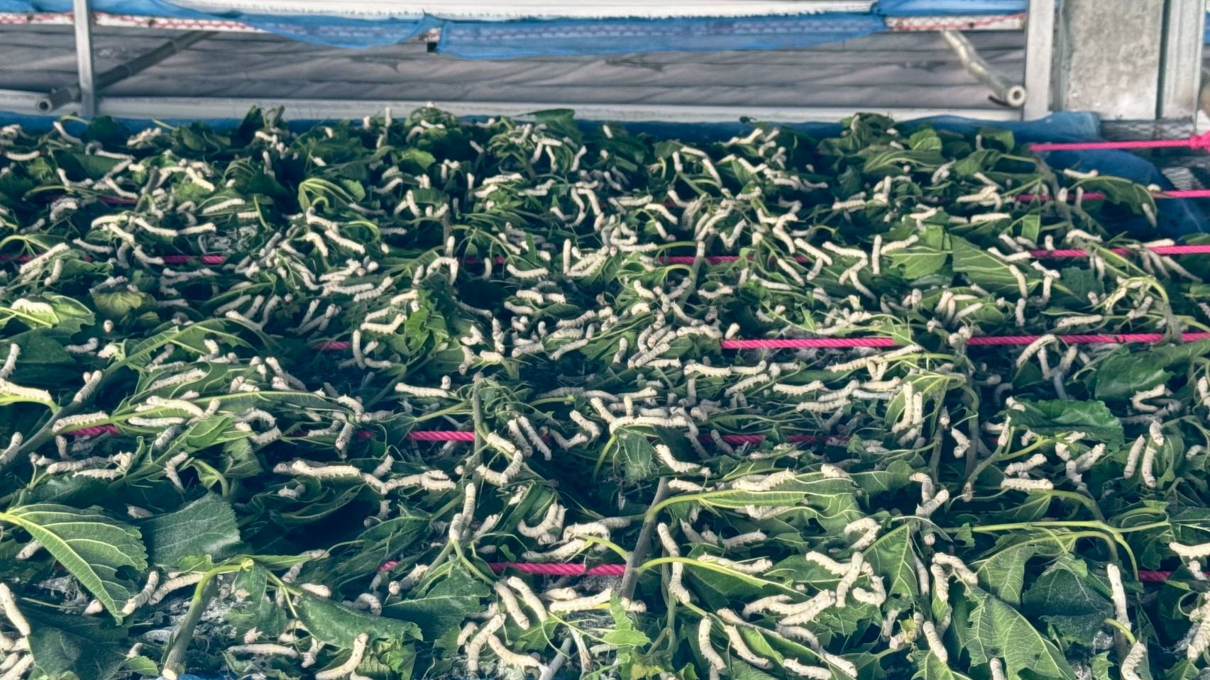 กรมหม่อนไหมหนุนเกษตรกร ปลูกหม่อนเลี้ยงไหม ส่ง เอกชนกลุ่มตลาดไหมอุตสาหกรรม สร้างทางเลือกใหม่ ที่มั่นคงให้เกษตรกรเมืองชัยภูมิ มีรายได้เดือนละกว่า 90,000 บาท ต่อครัวเรือน 4 S 18366676