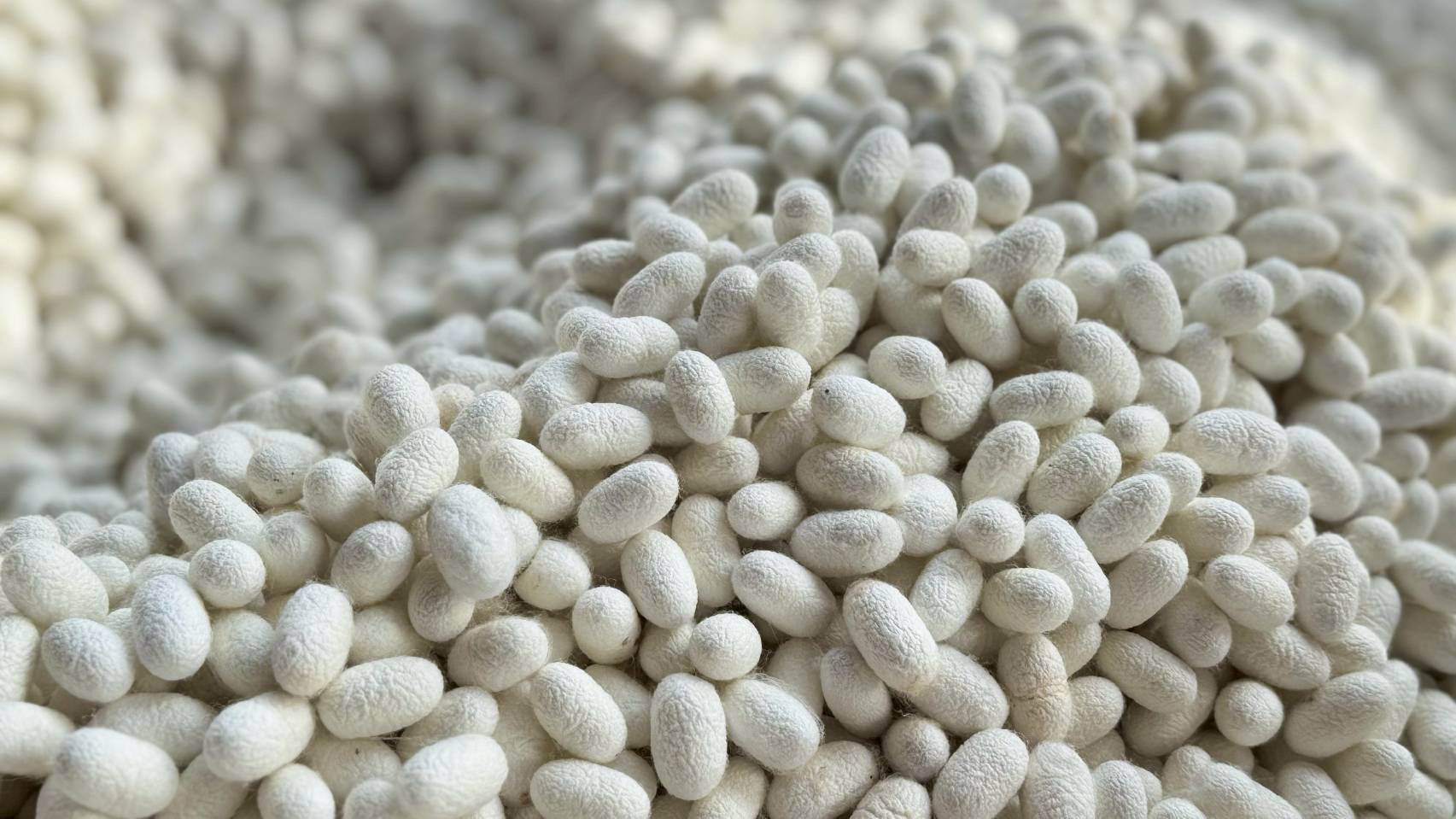 กรมหม่อนไหมหนุนเกษตรกร ปลูกหม่อนเลี้ยงไหม ส่ง เอกชนกลุ่มตลาดไหมอุตสาหกรรม สร้างทางเลือกใหม่ ที่มั่นคงให้เกษตรกรเมืองชัยภูมิ มีรายได้เดือนละกว่า 90,000 บาท ต่อครัวเรือน 6 S 18366693