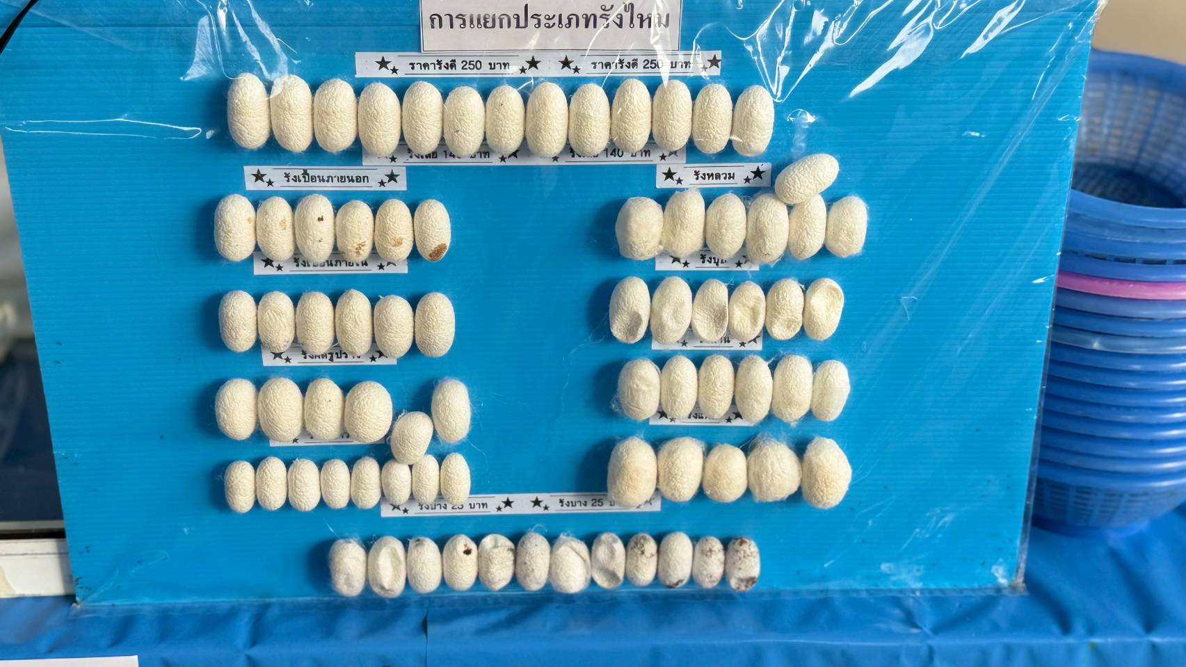 กรมหม่อนไหมหนุนเกษตรกร ปลูกหม่อนเลี้ยงไหม ส่ง เอกชนกลุ่มตลาดไหมอุตสาหกรรม สร้างทางเลือกใหม่ ที่มั่นคงให้เกษตรกรเมืองชัยภูมิ มีรายได้เดือนละกว่า 90,000 บาท ต่อครัวเรือน 7 S 18366703