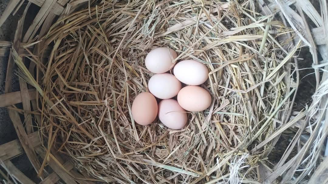 สศท.12 ชวนศึกษาวิถีเกษตรอินทรีย์ S 197976073 0 0