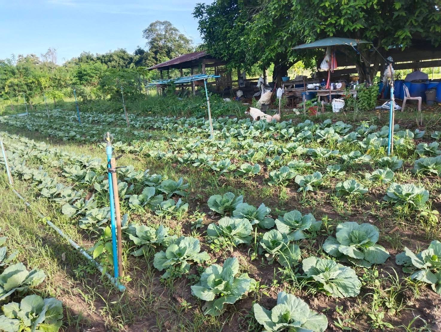 สศท.12 ชวนศึกษาวิถีเกษตรอินทรีย์ S 197976074 0 0