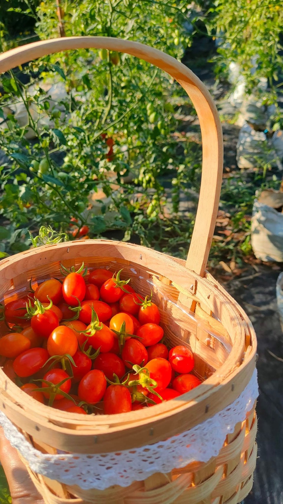 สศท.12 ชวนศึกษาวิถีเกษตรอินทรีย์ S 197976075 0 0