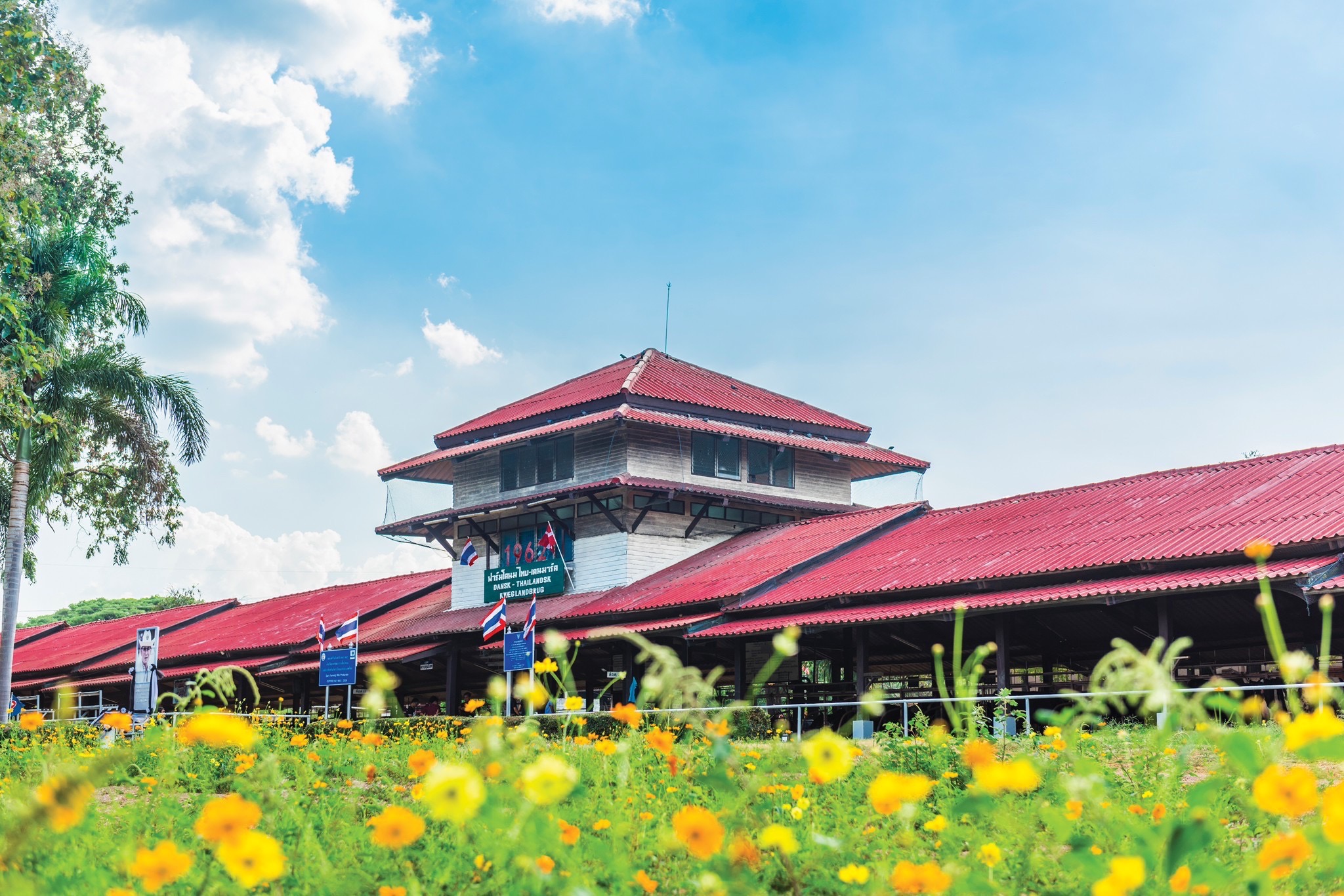 เกษตรกรผู้เลี้ยงโคนม เฮ อ.ส.ค. จ่ายค่าน้ำนมดิบ 200 ล้านบาท ถึงมือเกษตรกร 29 สิงหาคม 2568 5 S 60227646