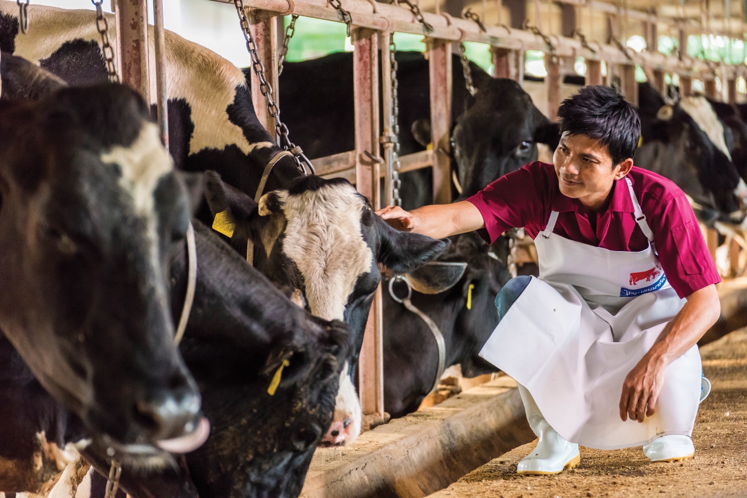 เกษตรกรผู้เลี้ยงโคนม เฮ อ.ส.ค. จ่ายค่าน้ำนมดิบ 200 ล้านบาท ถึงมือเกษตรกร 29 สิงหาคม 2568 3 S 60227647