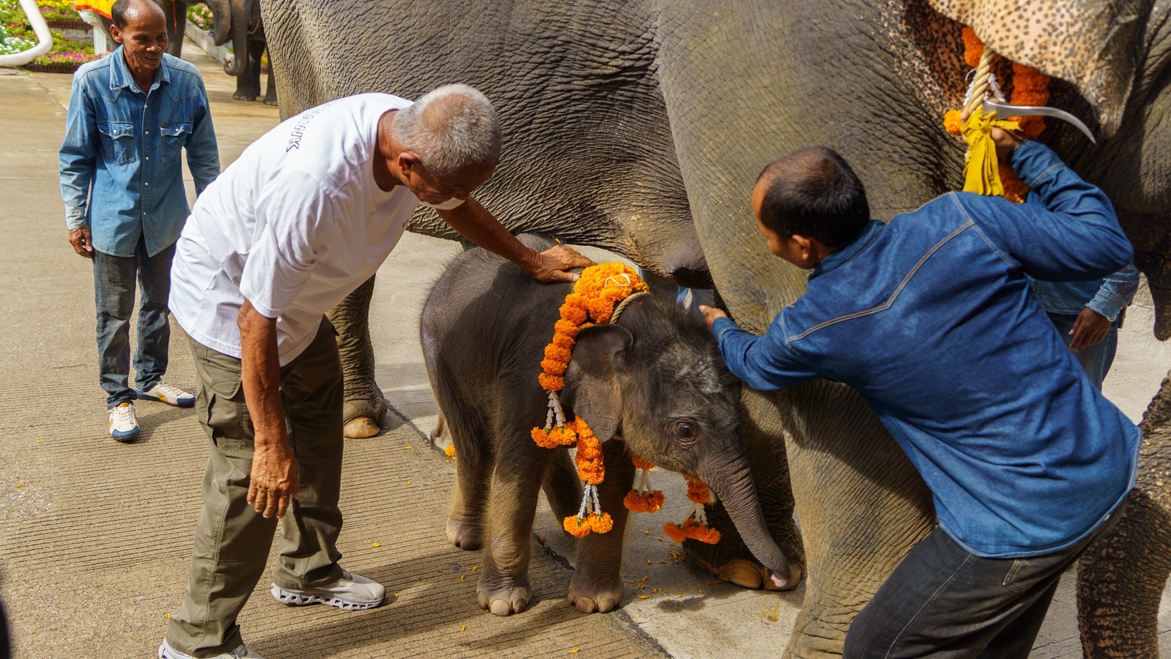 สวนนงนุชพัทยา ดูแล ทำคลอดลูกช้าง “พลายศรีวิชัย” อย่างใกล้ชิด สมาชิกใหม่แห่งปางช้าง หลังแม่ช้างเคยพลาดเหยียบลูกช้างเสียชีวิต พร้อมจัดพิธีรับขวัญอย่างยิ่งใหญ่ 4 S 7521442