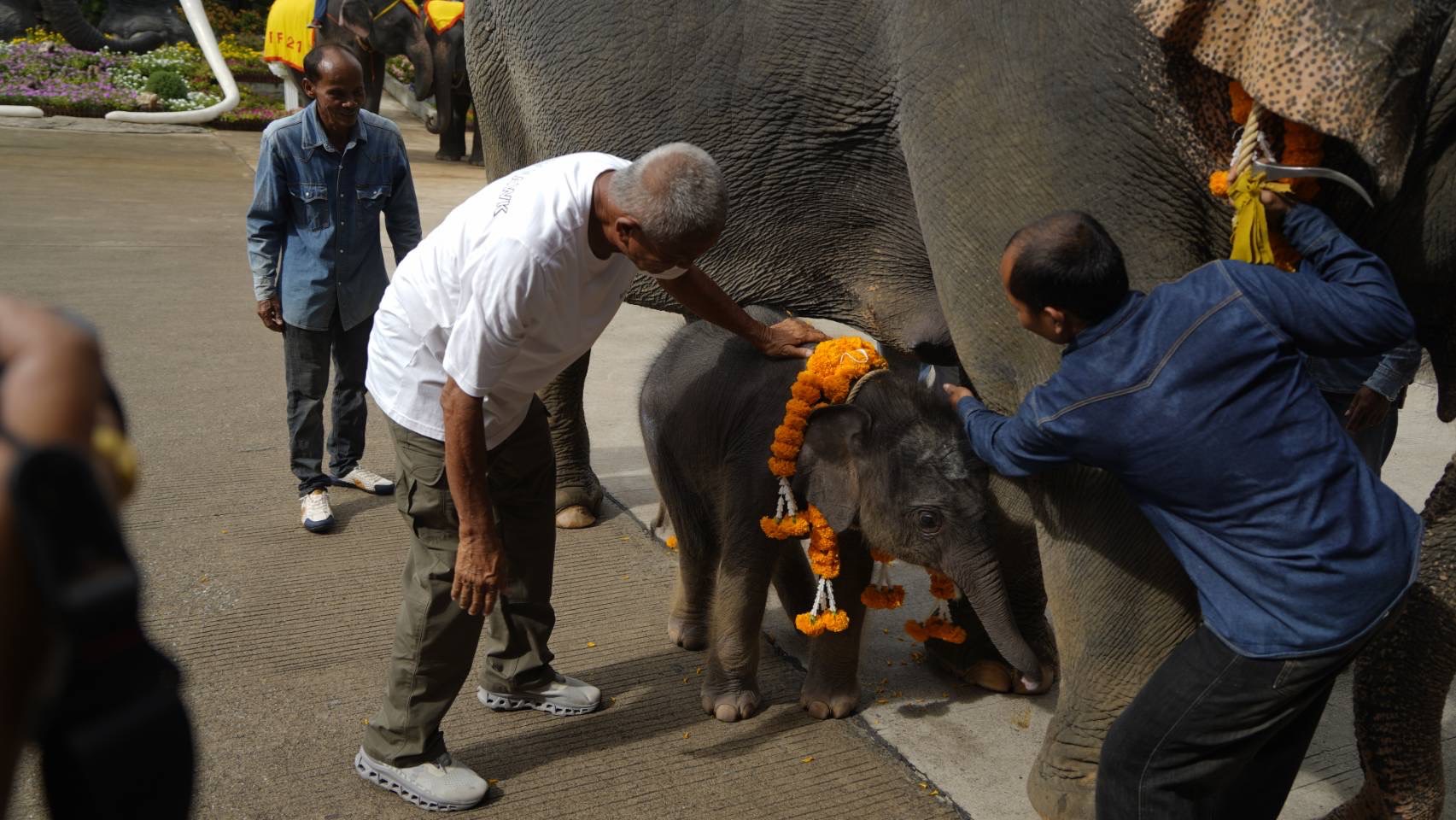 สวนนงนุชพัทยา ดูแล ทำคลอดลูกช้าง “พลายศรีวิชัย” อย่างใกล้ชิด สมาชิกใหม่แห่งปางช้าง หลังแม่ช้างเคยพลาดเหยียบลูกช้างเสียชีวิต พร้อมจัดพิธีรับขวัญอย่างยิ่งใหญ่ 5 S 7521461 1