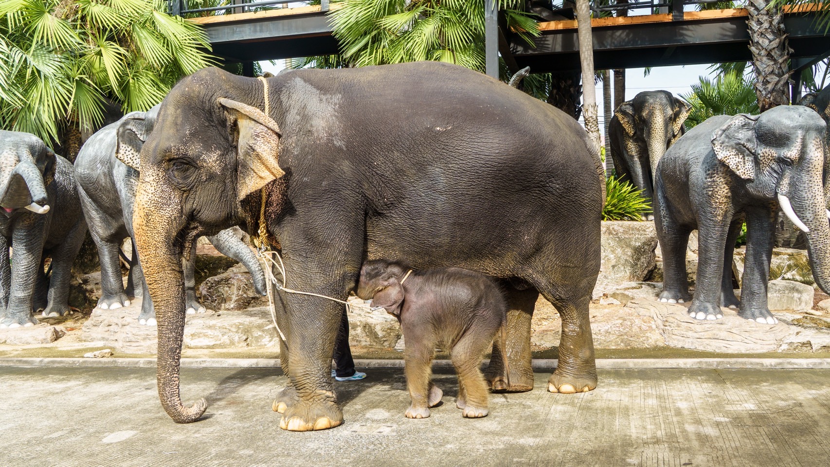 สวนนงนุชพัทยา ดูแล ทำคลอดลูกช้าง “พลายศรีวิชัย” อย่างใกล้ชิด สมาชิกใหม่แห่งปางช้าง หลังแม่ช้างเคยพลาดเหยียบลูกช้างเสียชีวิต พร้อมจัดพิธีรับขวัญอย่างยิ่งใหญ่ 7 S 7521487
