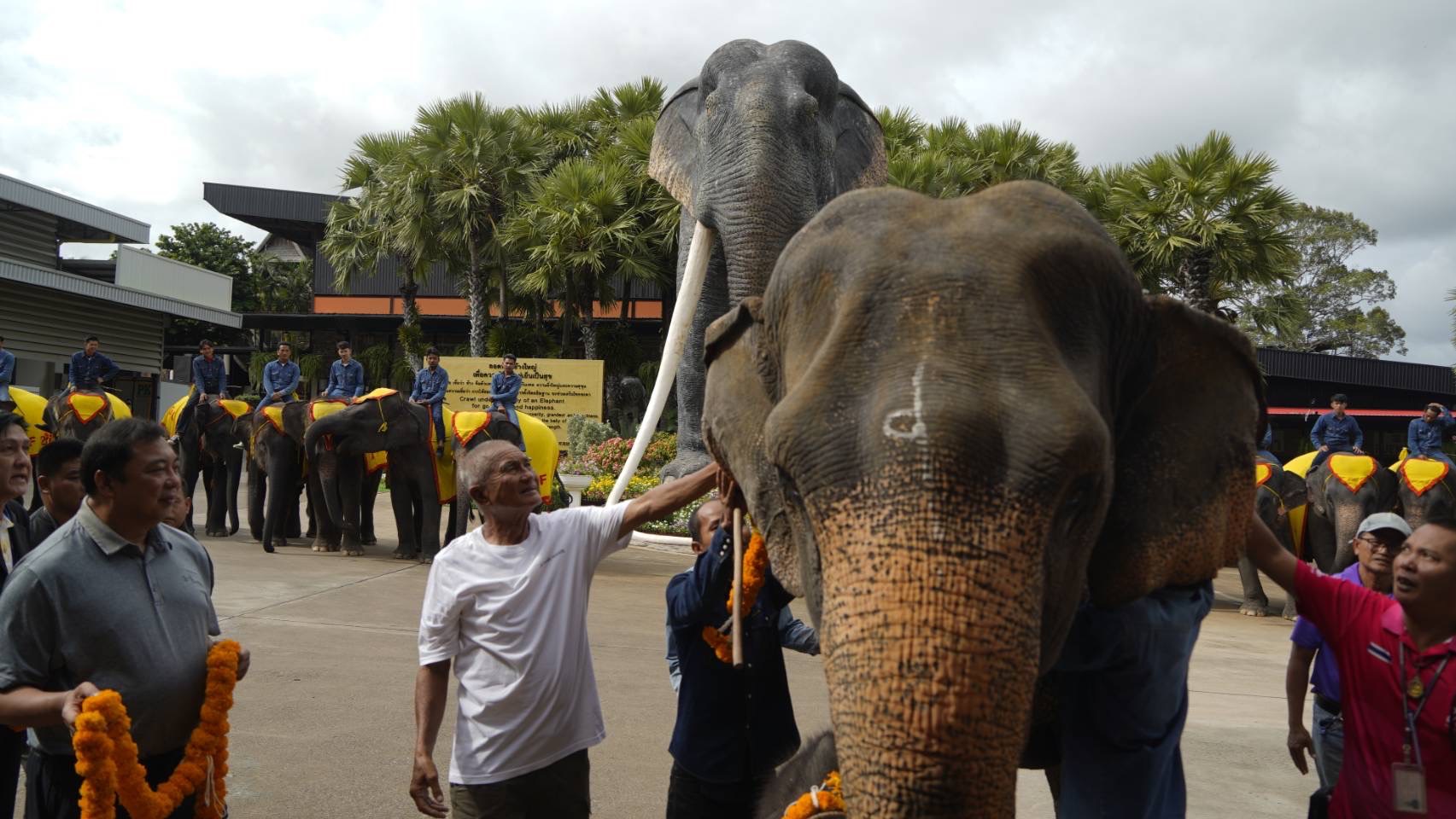 สวนนงนุชพัทยา ดูแล ทำคลอดลูกช้าง “พลายศรีวิชัย” อย่างใกล้ชิด สมาชิกใหม่แห่งปางช้าง หลังแม่ช้างเคยพลาดเหยียบลูกช้างเสียชีวิต พร้อมจัดพิธีรับขวัญอย่างยิ่งใหญ่ 8 S 7521501 1